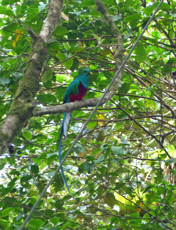 quetzal